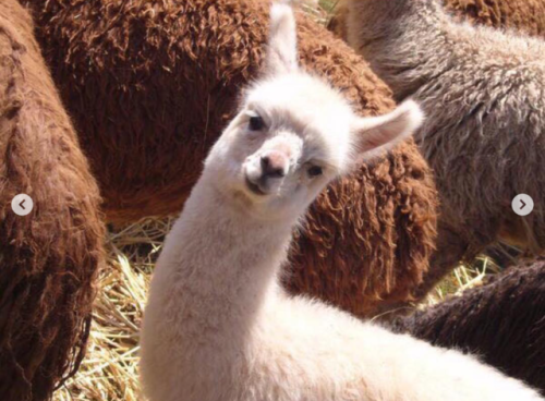 Baby Llamas Need No Drama