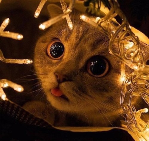 toomuchperfume: multiheaded1793:  markv5: “Гирлянда. Я должен пожрать гирлянду…”… “Twinkle lights. I need to devour the twinkle lights…”  Gotta get in the holiday spirit with cats! 