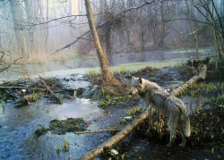 sisterofthewolves:Wolf and elk in the Chernobyl