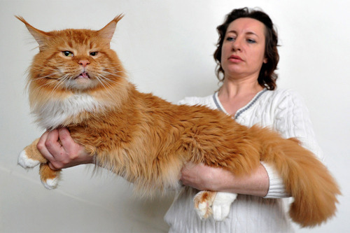 EXPRESSIONLESS WOMEN HOLDING MAINE COON CATS