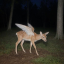 its-dawn-the-fawn