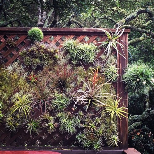 airplantman:Tillandsia wall by #airplantman panel 1 of 3 #verticalgarden #airplant #epiphyte #greenw