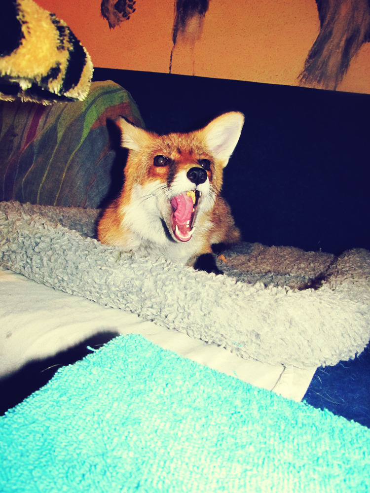 eshu-the-vixen:  Herpy derp fox.   Recently realized how much it helps to have her