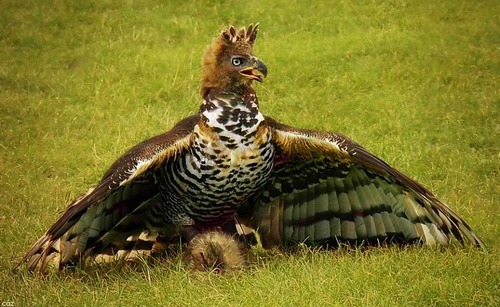 traversefamilypicnic:  iguanamouth:  man who cares about bald eagles have you ever seen a harpy eagle  or an african crowned eagle  or the crested eagle  the little eagle  the philippine eagle  black and white hawk eagle  and the bateleur eagle   eags