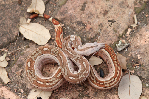 Desert Rose - OT hypo aby possible het super stripe (Boa imperator)