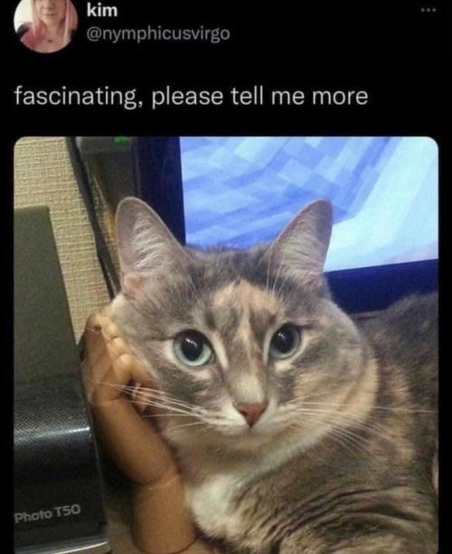 Daily Cat Memes on Tumblr