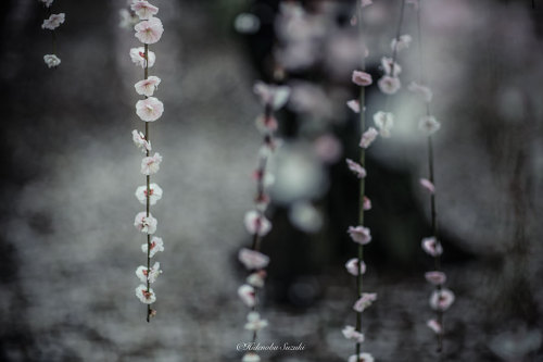 landscape-photo-graphy:The Enchanting Japanese Spring Photographed by Hidenobu Suzuki Japanese beaut