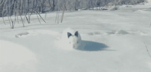 qualitea-brit:heyfunniest:Bunny hopping on snow.that bunny is snow