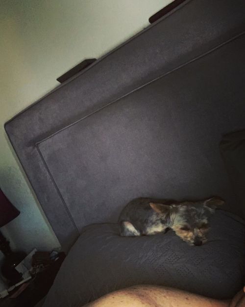 Pepe pillow nap 💤🤍🖤🧡 https://www.instagram.com/p/CBRT_zdj4pO/?igshid=1ezjy5k90f1hv