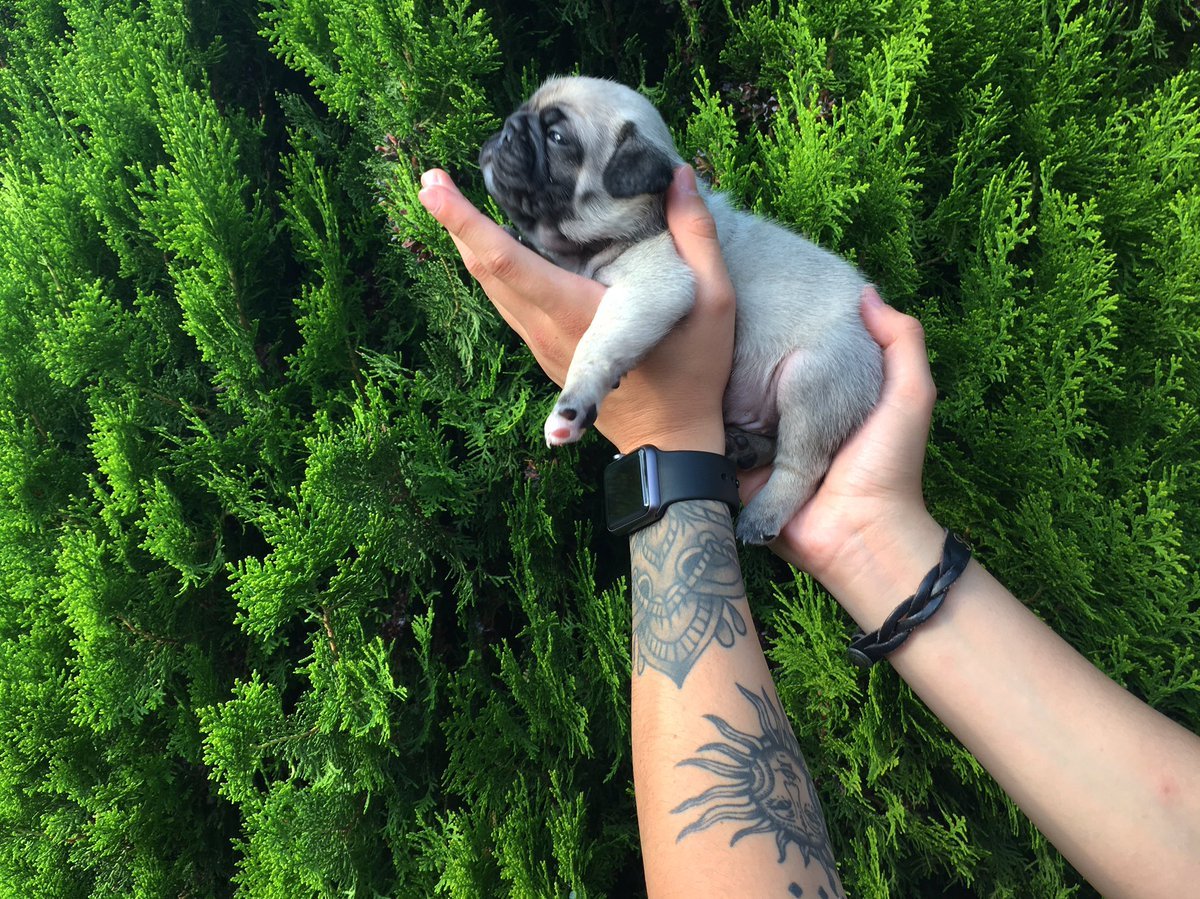 babyanimalgifs:  via @kvxp_