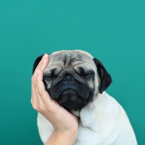 pugs are cute