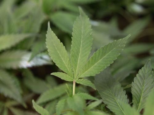 weedporndaily:  Rancho Mirage OKs ษ medical marijuana travel subsidy (DesertSun) A short-lived pilot program is being revived to provide Rancho Mirage residents with a ษ monthly stipend to travel to medical marijuana dispensary outside the city. The
