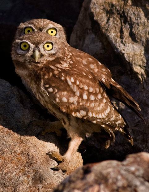 funnywildlife:  Whatchu looking at by  Dimitri Vavylis 