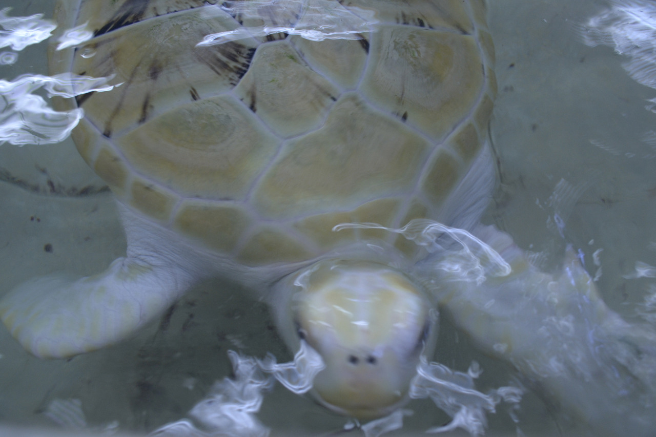 xibalbapiixan:  Tortugranja y acuario en Isla Mujeres.Quintana Roo, México.13 de