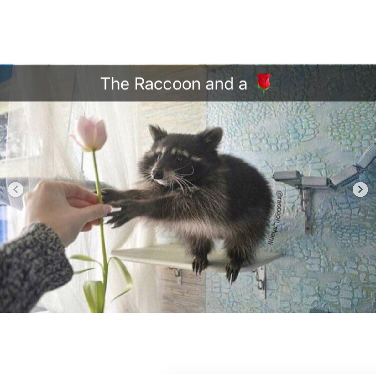 babyanimalgifs: Animal snaps