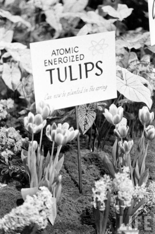 electronicsquid:Atomic Energized Tulips(Frank Scherschel. 1961)