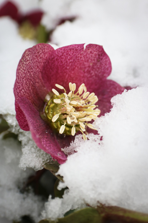 Spring promises on a snowy March 21st !!!!in Catharpin, Virginia