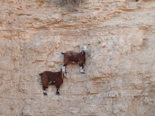 fuffuster:  has anyone ever stopped to think about what ridiculous animals goats are like  WHAT THE FUCK  HOW DID YOU EVEN GET UP THERE  ARE THESE ANIMALS EVEN REAL  ????? ?? ? ???????// SOMEONE FUCKING EXPLAIN THIS SHIT TO ME 