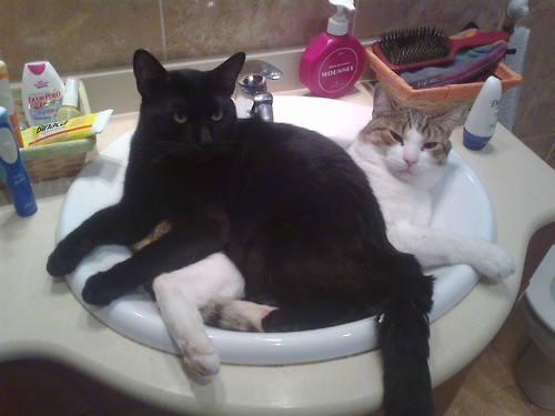 librocubiculrst:petitiontobringbackthedodobird:vikinggoth:One of these things is not like the others…Yeah, why does that one sink get, like, twenty kittens???never-let—it-die