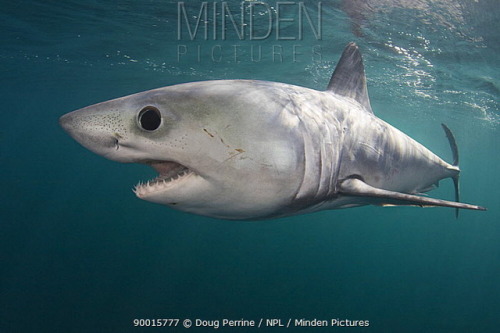 It’s porbeagle week here at EDGE!  Join us for a week of facts about this surprisingly playful endan