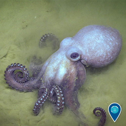 noaasanctuaries:Release the kraken? Not quite. This octopus is much smaller than the mythical sea mo