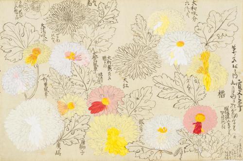 iamjapanese: KANŌ Shigekata（狩野 重賢 Japanese） Sōmoku Shasei 草木写生  秋  Scrolls of Flower 