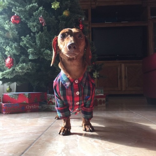 babyanimalgifs:Can we just appreciate this daschund