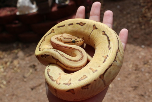 i-m-snek:wheremyscalesslither:I’m still undecided on a name for her!! I’m looking for something simi