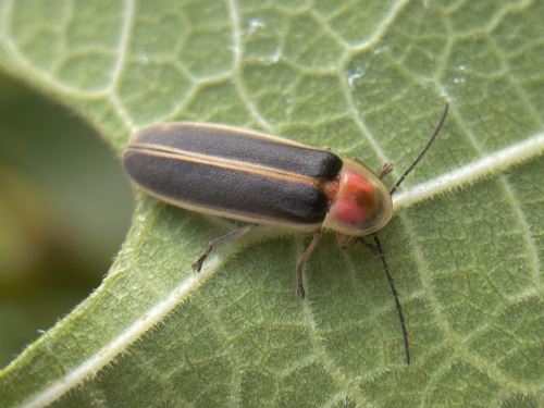 I See At Least One Cool Bug A Day, And Usually Many More, But Its Not Because I Live Anywhere Particularly
