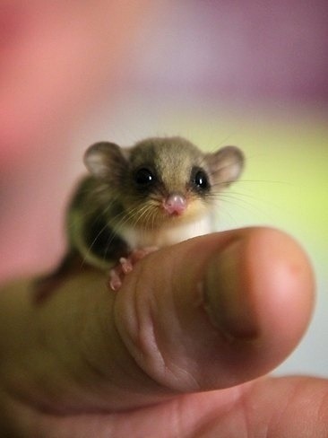 cute-overload:Dad rescued a baby possum stuck in his old fishing net =) Meet Anettehttp://cute-overl