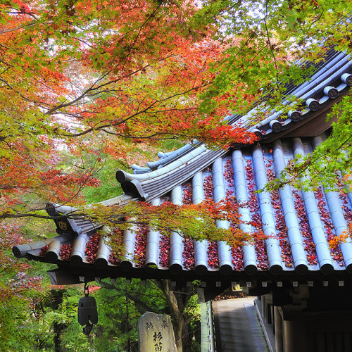 Autumn at Mt. Takao