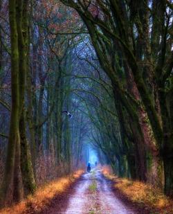 magicalnaturetour:  Misty Alley II by Joe