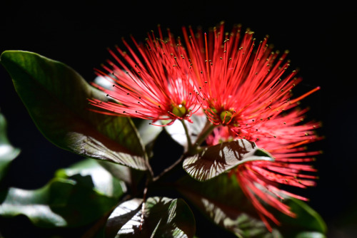 nobodysperfect2133:Shades of red - an Australian garden in spring