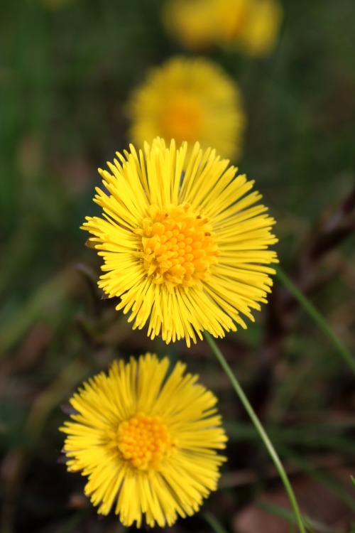 boschintegral-photo: Coltsfoot (Tussilago Farfara)