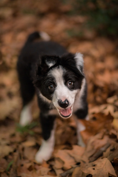 tempurafriedhappiness:  Kahlua @ 12 weeks, pt. 2 