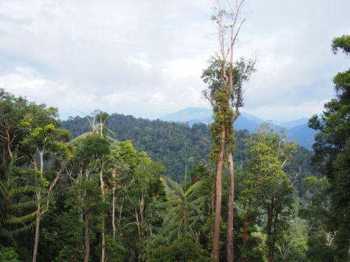 maeblr: Rainforest vibes are amazing.  The weather is cool in humid Malaysia & there was a surp