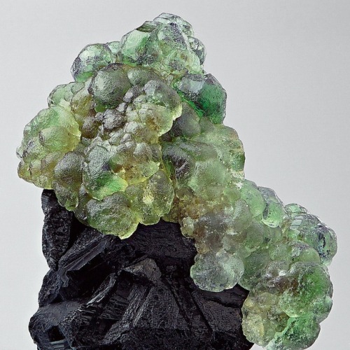 vugnasmineralblog:Fluorite On Tourmaline Var SchorlDavib East Farm, Karibib District, Erongo Region,