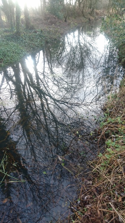 Trees reflected in one of the brooks that cross Urmston Meadows by the Mersey on New Year’s Day 2019