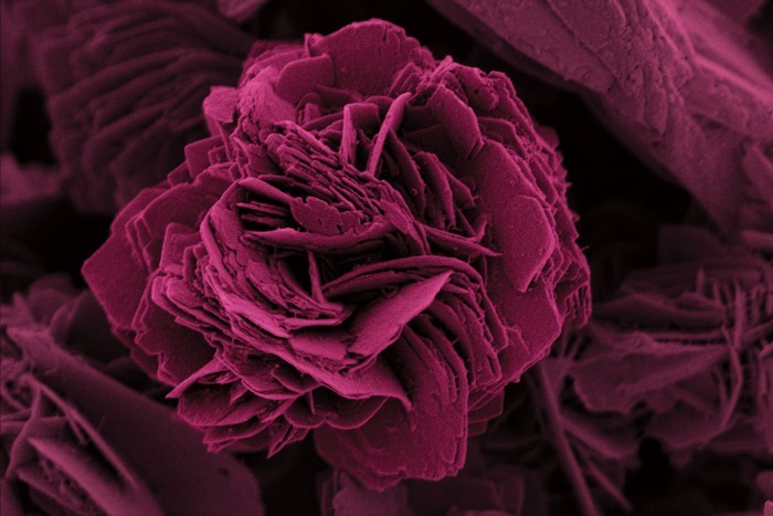 Drug delivery in bloom
The molecules found inside this rose could be potent antiviral agents. Not because they’re newly discovered natural products—rather, they’re small interfering RNA (siRNA) sequences designed to target and silence key genes in...