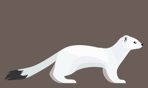 Mustela erminea - Stoat (Ermine)