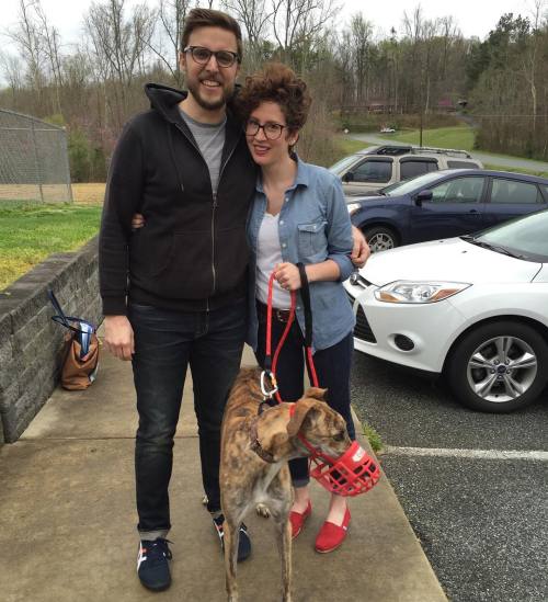 Congratulations to Cuervo - adopted today! #projectracinghome #getagrey #greyhound #Cuervo