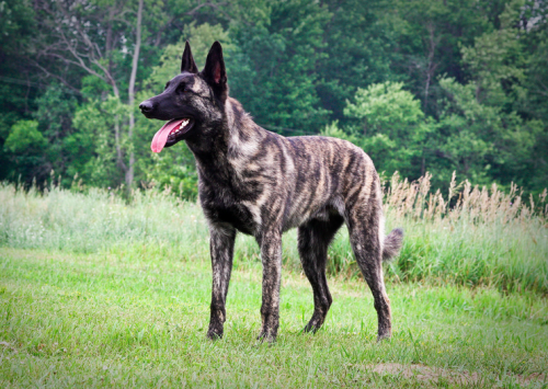 courteouscanines:koirien:by Falon Gray MarkowThese dogs always take my breath away.