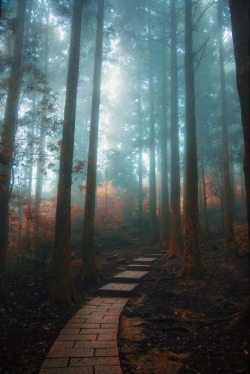 accio-forest:  by Hanson Mao 