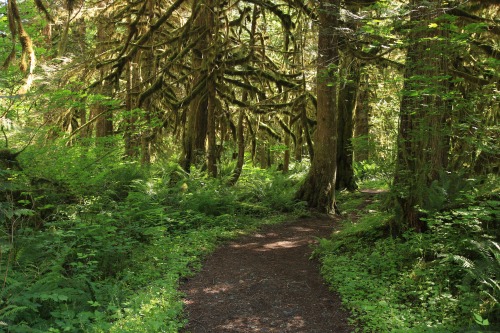 Baker Lake Trail, June 2020