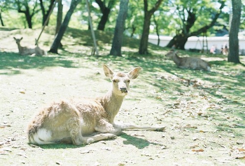 奈良公園