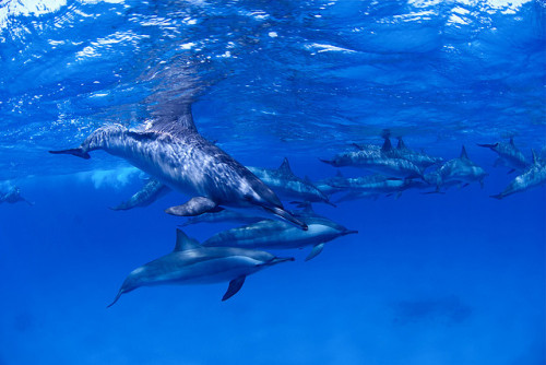 100leaguesunderthesea:  Dolphins by -Movima- on Flickr.