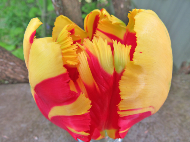 Do you like parrot tulips? Here are two beauties from my garden. The petals are brightly colored and feathery, hence the name. But there’s no squawking! #Mine#Plants#parrot tulips#beautiful flowers#spring flowers#pnw gardening#fantastic tulips