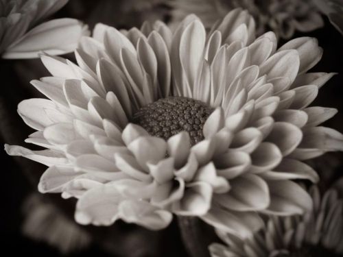Day 134 of 365 - Daisy #daisy #flowerstagram #flowers #bnw #bnwphotography #macrophotography #365pho