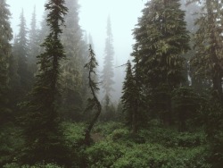 oregon-dreaming:  Rainier Forest by Kevin