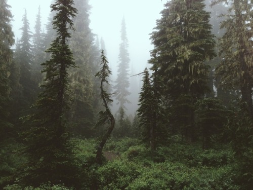 channelyouranger: Rainier Forest by Kevin Russ Don’t delete the source please.